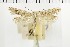  ( - NMPC-LEP-1802)  @11 [ ] by-nc-sa (2024) Jan Sumpich National Museum of Natural History, Prague