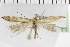  ( - NMPC-LEP-1811)  @11 [ ] by-nc-sa (2024) Jan Sumpich National Museum of Natural History, Prague
