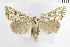  (Victrix bogdanovi - NMPC-LEP-1823)  @11 [ ] by-nc-sa (2024) Jan Sumpich National Museum of Natural History, Prague