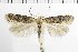  ( - NMPC-LEP-1840)  @11 [ ] by-nc-sa (2024) Jan Sumpich National Museum of Natural History, Prague