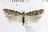  ( - NMPC-LEP-1842)  @11 [ ] by-nc-sa (2024) Jan Sumpich National Museum of Natural History, Prague