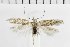  ( - NMPC-LEP-1852)  @11 [ ] by-nc-sa (2024) Jan Sumpich National Museum of Natural History, Prague