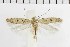  ( - NMPC-LEP-1853)  @11 [ ] by-nc-sa (2024) Jan Sumpich National Museum of Natural History, Prague