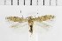  ( - NMPC-LEP-1854)  @11 [ ] by-nc-sa (2024) Jan Sumpich National Museum of Natural History, Prague