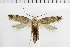  ( - NMPC-LEP-1857)  @11 [ ] by-nc-sa (2024) Jan Sumpich National Museum of Natural History, Prague