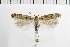  ( - NMPC-LEP-1858)  @11 [ ] by-nc-sa (2024) Jan Sumpich National Museum of Natural History, Prague