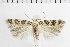  ( - NMPC-LEP-1874)  @11 [ ] by-nc-sa (2024) Jan Sumpich National Museum of Natural History, Prague