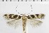  ( - NMPC-LEP-1875)  @11 [ ] by-nc-sa (2024) Jan Sumpich National Museum of Natural History, Prague