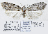  ( - NMPC-LEP-1913)  @11 [ ] by-nc-sa (2024) Jan Sumpich National Museum of Natural History, Prague