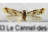  (Aethes celsei - NMPC-LEP-1915)  @11 [ ] by-nc-sa (2024) Jan Sumpich National Museum of Natural History, Prague