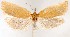 ( - NMPC-LEP-1949)  @11 [ ] by-nc-sa (2024) Jan Sumpich National Museum of Natural History, Prague