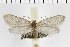  ( - NMPC-LEP-0498)  @11 [ ] by-nc-sa (2023) Jan Sumpich National Museum of Natural History, Prague