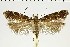  ( - NMPC-LEP-0666)  @11 [ ] by-nc-sa (2021) Jan Sumpich National Museum of Natural History, Prague