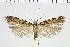  ( - NMPC-LEP-0668)  @11 [ ] by-nc-sa (2021) Jan Sumpich National Museum of Natural History, Prague