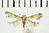  ( - NMPC-LEP-0692)  @11 [ ] by-nc-sa (2021) Jan Sumpich National Museum of Natural History, Prague