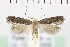  ( - NMPC-LEP-0694)  @11 [ ] by-nc-sa (2021) Jan Sumpich National Museum of Natural History, Prague