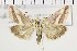  ( - NMPC-LEP-0717)  @11 [ ] by-nc-sa (2021) Jan Sumpich National Museum of Natural History, Prague