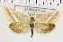  ( - NMPC-LEP-0718)  @11 [ ] by-nc-sa (2021) Jan Sumpich National Museum of Natural History, Prague