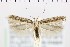  (Scrobipalpa keredjensis - NMPC-LEP-0723)  @11 [ ] by-nc-sa (2021) Jan Sumpich National Museum of Natural History, Prague