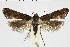  ( - NMPC-LEP-0739)  @11 [ ] by-nc-sa (2021) Jan Sumpich National Museum of Natural History, Prague