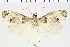  ( - NMPC-LEP-0754)  @11 [ ] by-nc-sa (2021) Jan Sumpich National Museum of Natural History, Prague