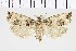  ( - NMPC-LEP-0755)  @11 [ ] by-nc-sa (2021) Jan Sumpich National Museum of Natural History, Prague