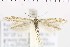  ( - NMPC-LEP-0810)  @11 [ ] by-nc-sa (2021) Jan Sumpich National Museum of Natural History, Prague