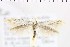  ( - NMPC-LEP-0819)  @11 [ ] by-nc-sa (2021) Jan Sumpich National Museum of Natural History, Prague