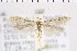  ( - NMPC-LEP-0902)  @11 [ ] by-nc-sa (2021) Jan Sumpich National Museum of Natural History, Prague