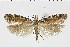  ( - NMPC-LEP-0978)  @11 [ ] by-nc-sa (2021) Jan Sumpich National Museum of Natural History, Prague