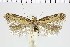  ( - NMPC-LEP-0987)  @11 [ ] by-nc-sa (2021) Jan Sumpich National Museum of Natural History, Prague