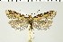  ( - NMPC-LEP-0989)  @11 [ ] by-nc-sa (2021) Jan Sumpich National Museum of Natural History, Prague
