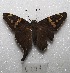  ( - MACN-Bar-Lep-ct 06701)  @13 [ ] Copyright (2016) MACN Museo Argentino de Ciencias Naturales "Bernardino Rivadavia"