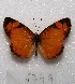  (Tegosa sp. 1 - MACN-Bar-Lep-ct 06749)  @14 [ ] Copyright (2016) MACN Museo Argentino de Ciencias Naturales "Bernardino Rivadavia"