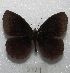  (Pedaliodes uncus - MACN-Bar-Lep-ct 06829)  @13 [ ] Copyright (2016) MACN Museo Argentino de Ciencias Naturales "Bernardino Rivadavia"