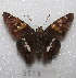  (Epargyreus tmolis - MACN-Bar-Lep-ct 06833)  @14 [ ] Copyright (2016) MACN Museo Argentino de Ciencias Naturales "Bernardino Rivadavia"