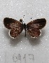  (Zizula cyna - MACN-Bar-Lep-ct 06917)  @13 [ ] Copyright (2016) MACN Museo Argentino de Ciencias Naturales "Bernardino Rivadavia"