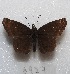  (Anisochoria minorella - MACN-Bar-Lep-ct 06927)  @13 [ ] Copyright (2016) MACN Museo Argentino de Ciencias Naturales "Bernardino Rivadavia"