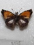  (Theagenes - MACN-Bar-Lep-ct 06945)  @14 [ ] Copyright (2016) MACN Museo Argentino de Ciencias Naturales "Bernardino Rivadavia"