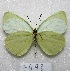  ( - MACN-Bar-Lep-ct 07498)  @13 [ ] Copyright (2016) MACN Museo Argentino de Ciencias Naturales, Bernardino Rivadavia