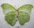  ( - MACN-Bar-Lep-ct 07566)  @12 [ ] Copyright (2016) MACN Museo Argentino de Ciencias Naturales "Bernardino Rivadavia"