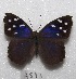  (Eunica tatila - MACN-Bar-Lep-ct 07593)  @14 [ ] Copyright (2016) MACN Museo Argentino de Ciencias Naturales "Bernardino Rivadavia"