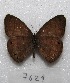  ( - MACN-Bar-Lep-ct 07629)  @13 [ ] Copyright (2016) MACN Museo Argentino de Ciencias Naturales "Bernardino Rivadavia"