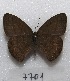  ( - MACN-Bar-Lep-ct 07701)  @11 [ ] Copyright (2016) MACN Museo Argentino de Ciencias Naturales "Bernardino Rivadavia"