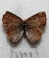  ( - MACN-Bar-Lep-ct 07753)  @12 [ ] Copyright (2016) MACN Museo Argentino de Ciencias Naturales "Bernardino Rivadavia"