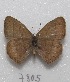  ( - MACN-Bar-Lep-ct 07805)  @11 [ ] Copyright (2016) MACN Museo Argentino de Ciencias Naturales "Bernardino Rivadavia"