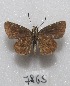  (Callimormus simplicius - MACN-Bar-Lep-ct 07865)  @14 [ ] Copyright (2016) MACN Museo Argentino de Ciencias Naturales "Bernardino Rivadavia"