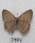  ( - MACN-Bar-Lep-ct 07904)  @11 [ ] Copyright (2016) MACN Museo Argentino de Ciencias Naturales "Bernardino Rivadavia"