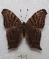  ( - MACN-Bar-Lep-ct 07929)  @14 [ ] Copyright (2016) MACN Museo Argentino de Ciencias Naturales "Bernardino Rivadavia"