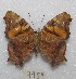  ( - MACN-Bar-Lep-ct 07959)  @12 [ ] Copyright (2016) MACN Museo Argentino de Ciencias Naturales "Bernardino Rivadavia"